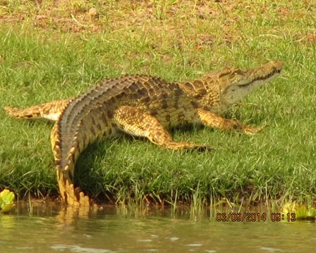 crocodile