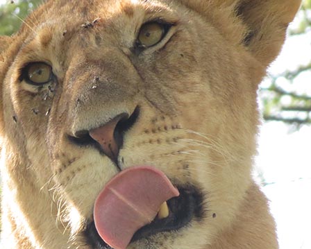 lion face