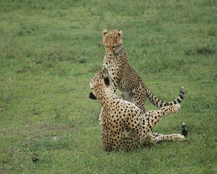 two cheetas