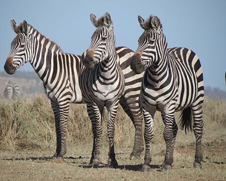 zebras 3