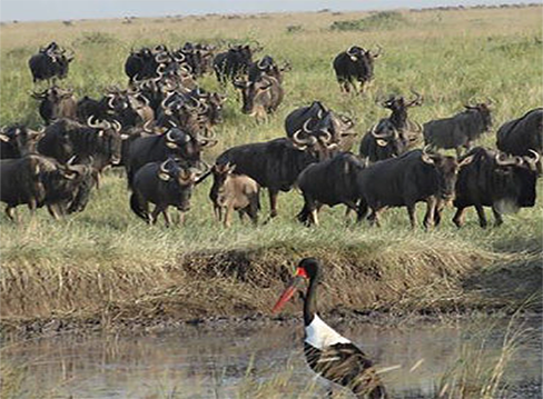 Billede _dis safari