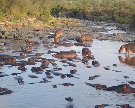 hippo pool