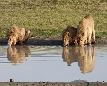 lion drinking